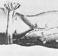Detail from plate 1 of Exercitatio anatomica de motu cordis et sanguinis in animalibus. Please click on link below to view and resize entire image.